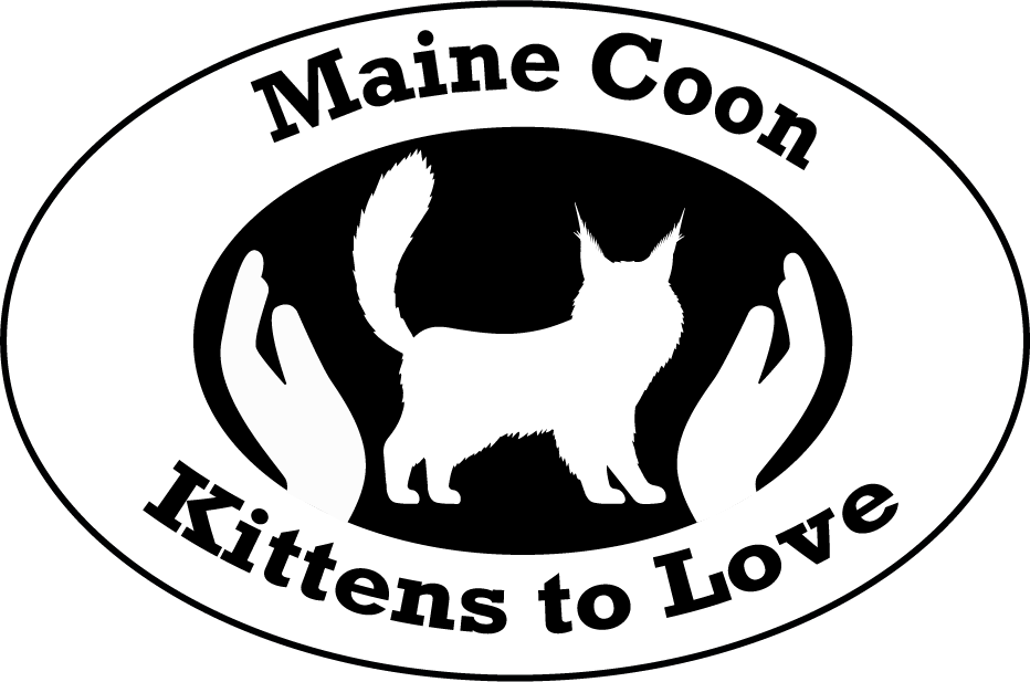mainecoonkitten-for-adoption.com
