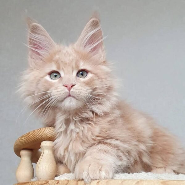 photo_2026-01-15_01-58-48 Lucy