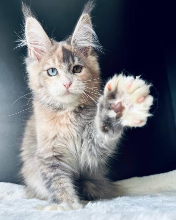 photo_2026-01-15_01-59-11 Maxine