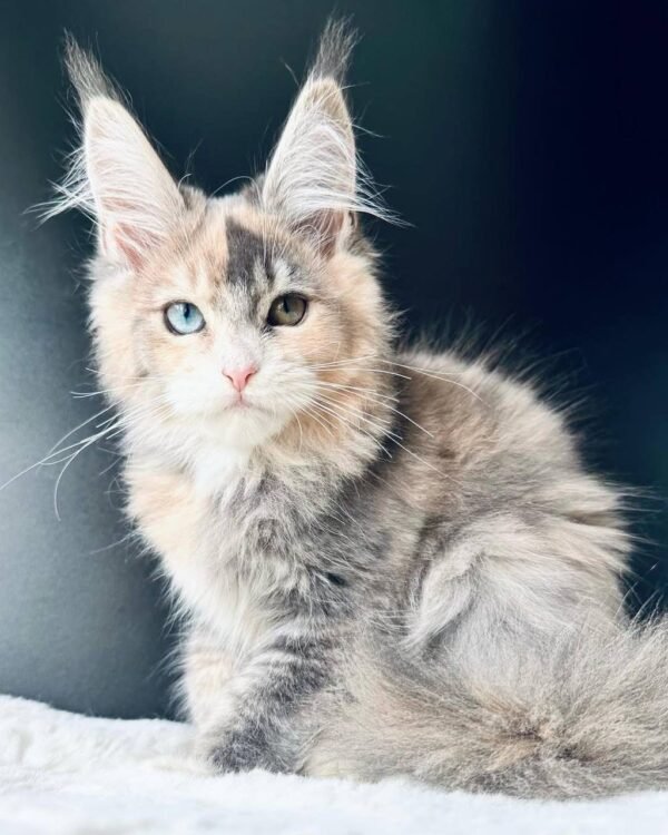 photo_2026-01-15_01-59-14 Maxine